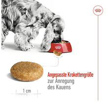 Ein Hund frisst Trockenfutter aus einem Napf. Das Futter ist rund und die Krokettengröße ist angepasst, um das Kauen anzuregen.