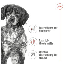 Royal Canin Hundefutter Medium Adult 7+, 4 kg
