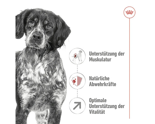Hund und Hinweise zu Unterstützung der Muskulatur, natürliche Abwehrkräfte und optimale Unterstützung der Vitalität