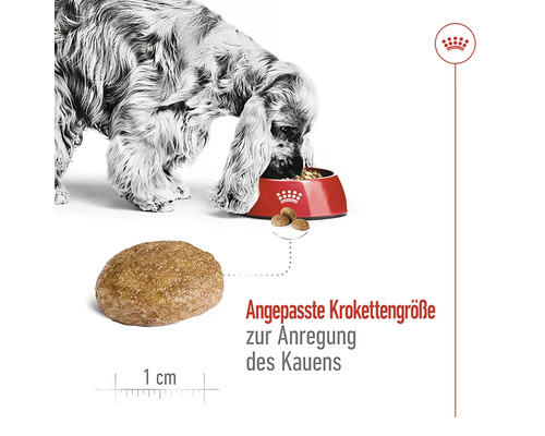 "Ein Hund frisst Hundefutter aus einem Napf