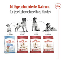 Royal Canin Hundefutter Medium Adult 7+, 4 kg