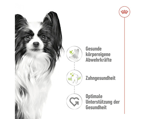 Informationen zu gesundheitlichen Vorteilen von Hundefutter mit Papillon Hund