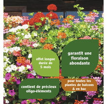 Diverses fleurs de balcon avec informations sur la longue période de floraison et les ingrédients