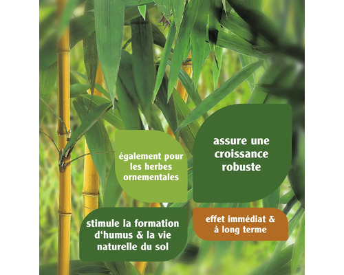 Image de bambou et informations sur la croissance, la formation d''humus et la santé du sol