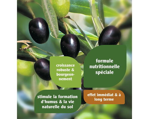 Branche d''olivier avec olives et informations sur le produit