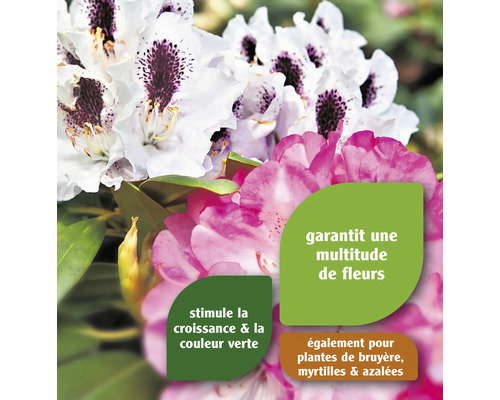 Gros plan sur des fleurs de rhododendrons blanches et roses