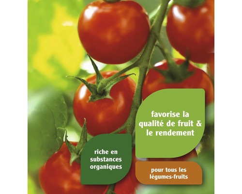 Tomates sur la plante
