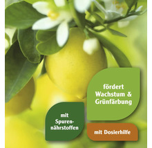 "Zitronenbaum mit Blattwerk und Blüten