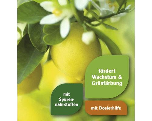 "Zitronenbaum mit Blattwerk und Blüten