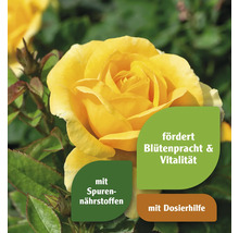 Gelbe Rose mit Hinweisen zu Blütenpracht, Vitalität, Spurennährstoffen und Dosierhilfe