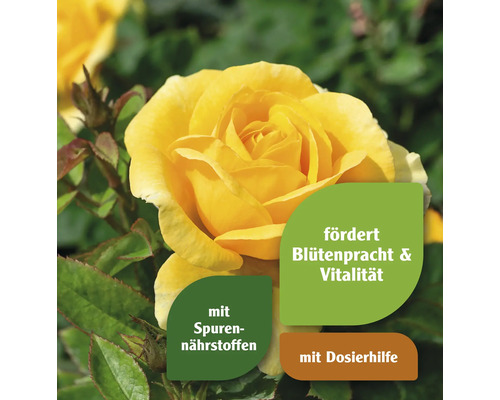 Gelbe Rose mit Hinweisen zu Blütenpracht, Vitalität, Spurennährstoffen und Dosierhilfe