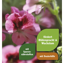 Blühende Geranie mit Hinweisen auf die Inhaltsstoffe und Vorteile des Produkts