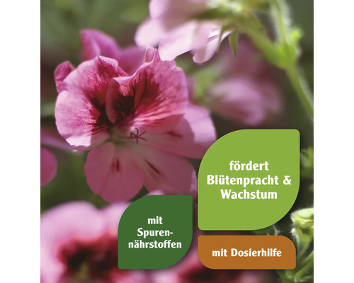 Blühende Geranie mit Hinweisen auf die Inhaltsstoffe und Vorteile des Produkts