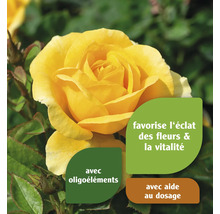 Rose jaune avec des indications sur les oligo-éléments et l''aide au dosage