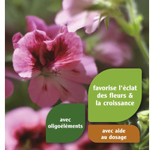 Géraniums fleuris avec des informations sur le produit concernant l''effet bénéfique et l''aide au dosage