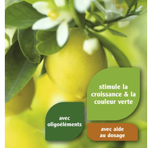 Citronnier avec citrons et fleurs
