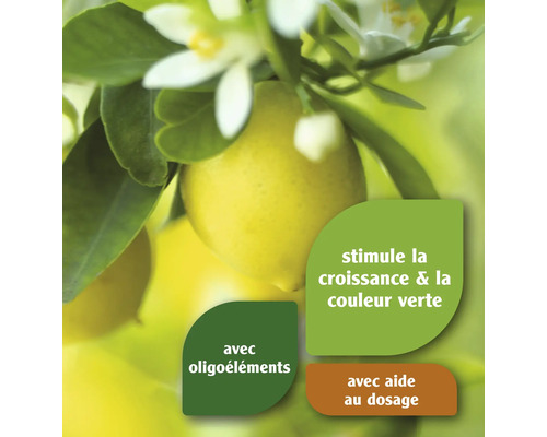 Citronnier avec citrons et fleurs