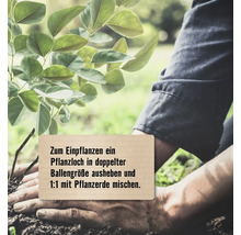 Eine Person pflanzt einen Baum in Erde ein
