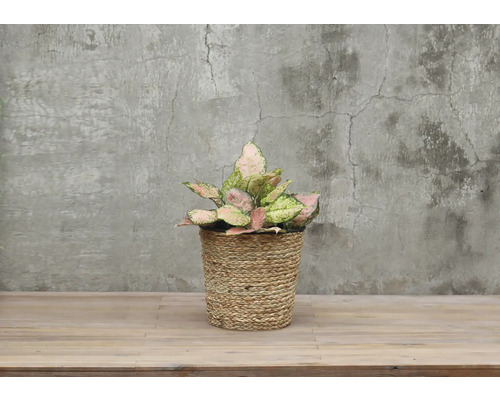 Plante d''intérieur Aglaonema dans un panier tressé