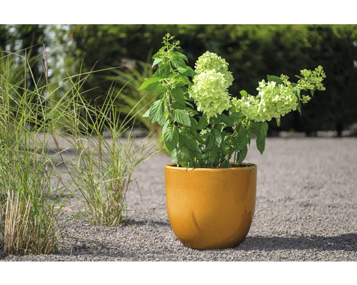 Hortensia en pot sur un chemin de gravier