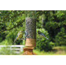Mangeoire à oiseaux avec deux mésanges bleues dans le jardin