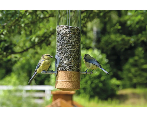 Mangeoire à oiseaux avec deux mésanges bleues dans le jardin