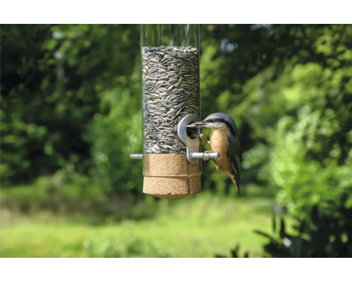 Oiseau sur une mangeoire à graines de tournesol