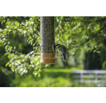 Oiseau sur une mangeoire remplie de graines de tournesol
