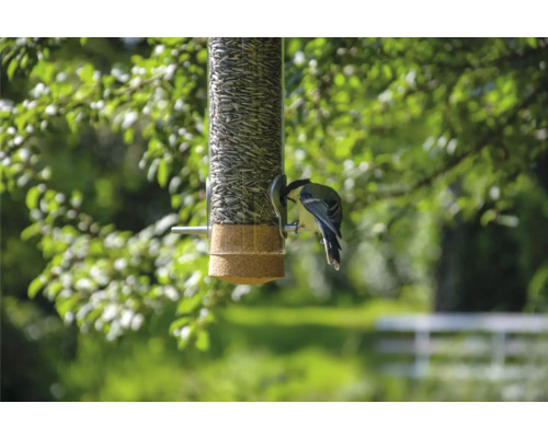 Oiseau sur une mangeoire remplie de graines de tournesol