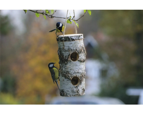 Birkenstamm-Vogelhaus mit zwei Blaumeisen