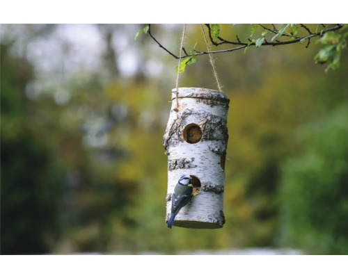 Birkenholz Vogelhaus mit Blaumeise