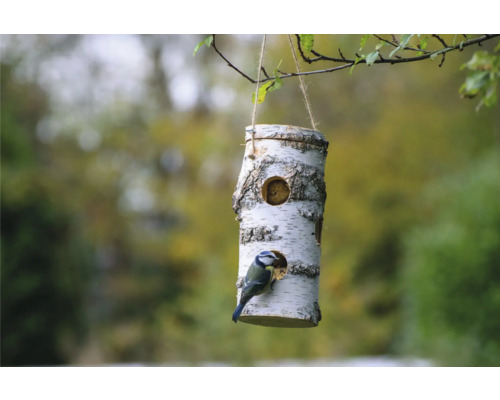 Vogelhaus aus Birkenstamm mit Blaumeise