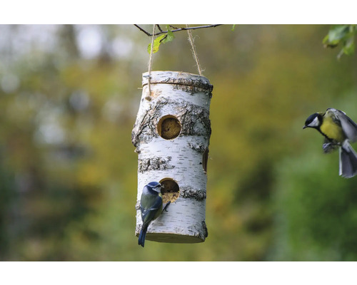 Birkenholz Vogelhaus mit Blaumeise und Kohlmeise