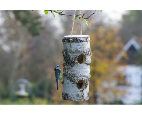 Vogelhaus aus Birkenholz mit Blaumeise