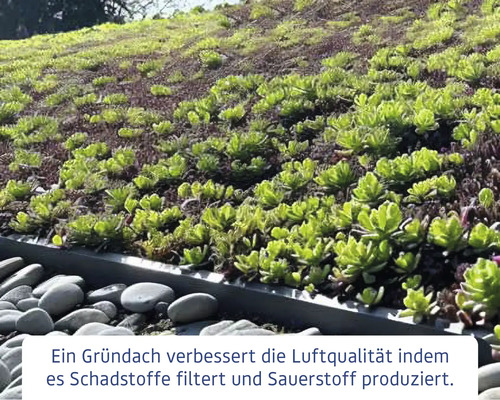 Ansicht eines extensiven Gründachs mit Pflanzenbewuchs