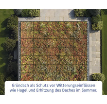 Ansicht von oben eines Gründachs mit Vegetation auf einem Dach