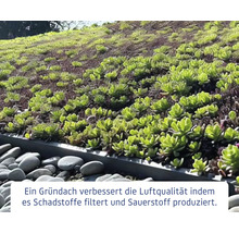 Ansicht eines Gründachs mit Bepflanzung