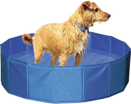 Chien debout dans une piscine bleue pour chiens