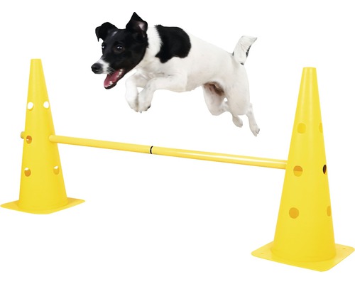 Jack Russell Terrier sautant au-dessus d''une haie pour chien jaune