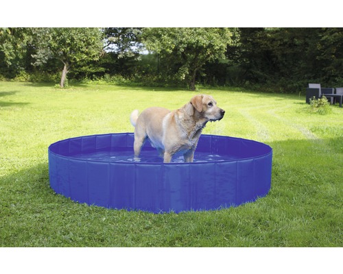 Chien debout dans une piscine bleue pour chiens dans le jardin.