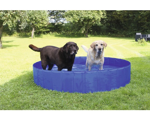 Deux chiens se tiennent dans une piscine bleue pour chiens dans le jardin.
