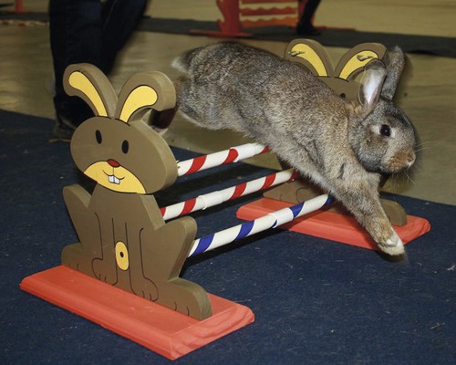 Lapin sautant par-dessus un parcours d''obstacles avec des motifs de lapin.