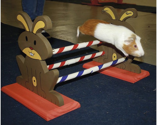 Cochon d''Inde sautant par-dessus un obstacle en forme de lapin