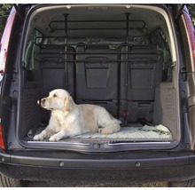 Chien allongé dans le coffre avec une grille pour chien