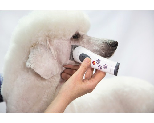 Un caniche est tondu à l''aide d''une tondeuse.