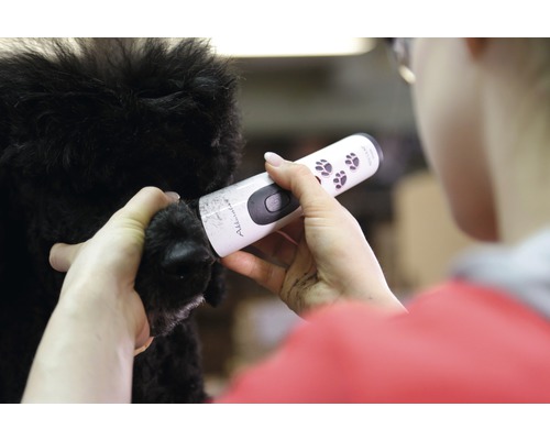 Toilettage pour chien avec tondeuse sans fil