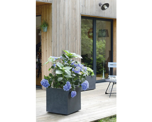 Szene mit Hortensien in quadratischen Pflanzgefäßen auf einer Holzterrasse vor einem Haus mit Holzfassade.