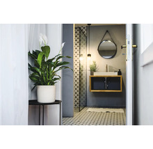 Salle de bains décorative avec fleur de lune en pot, lavabo et miroir