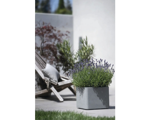 Jardinière carrée en pierre avec lavande à l''extérieur