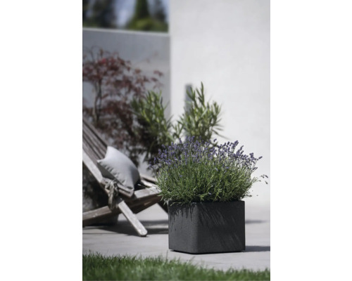 Jardinière carrée avec lavande à l''extérieur avec chaise de jardin